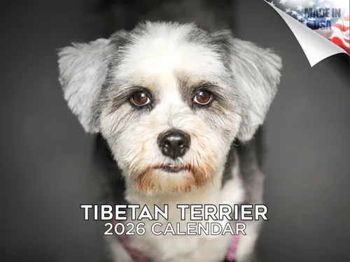 Vista 75 de Calendario de Lebrel Afgano 2025 2026, calendario mensual de pared de raza canina, 12" x 18" abierto, papel grueso sin traspaso, ideal para regalo
