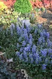 Vista 2 de Nuevas semillas frescas de flores de Ajuga 80pcs Generic