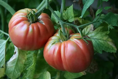 Vista 3 de Semillas de tomate gigante de Bélgica. 100 semillas. Fruta de 1 a 2 libras. 88 días. Reliquia, polinización abierta, sin OMG. Tomate para rebanar