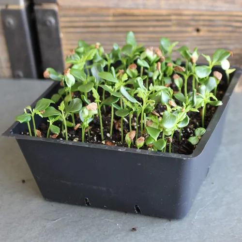 Vista 3 de Semillas exóticas de microgreens de caoba china, paquete de 0.11 oz, 200 semillas, semillas de árbol sin OMG, crecen como un micro verde, Toona
