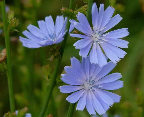 Vista 4 de Semillas de flores silvestres de achicoria de asta (Cichorium Intybus), 1 libra