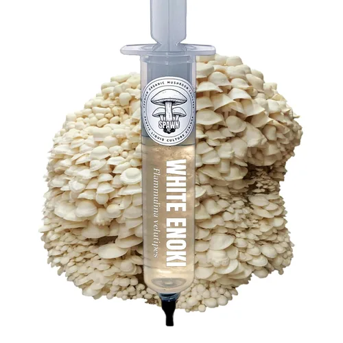 Vista 7 de Melena de León (Hericium Erinaceus) Cultivo Líquido 20mL Sustrato Micología