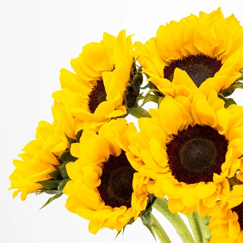Vista 2 de Racimo de 7 girasoles amarillos