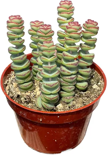 Vista 2 de The Succulent Cult - Collar de bebé de Crassula de 4 pulgadas, plantas suculentas raras totalmente arraigadas en suelo suculento, planta de casa