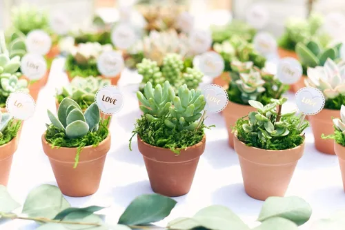 Vista 7 de Compra Suculentas Colección Can't Touch This Surtido de plantas de cactus de interior vivas, seleccionadas a mano, completamente arraigadas
