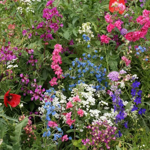 Vista 7 de Outsidepride Mezcla de semillas de flores silvestres de sombra parcial para todos los estados, mezcla premium de flores silvestres anuales