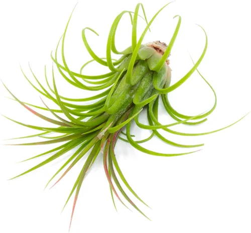 Vista 7 de Tillandsia Plantas de aire vivas de interior (paquete de 100), plantas de aire, recuerdos de fiesta a granel o recuerdos de boda, plantas vivas