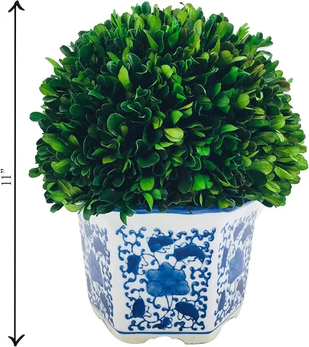 Vista 4 de Galt International Topiarios de boj preservados naturalmente en maceta de cerámica azul y blanca, bola de 11 pulgadas y topiario de árbol de 19