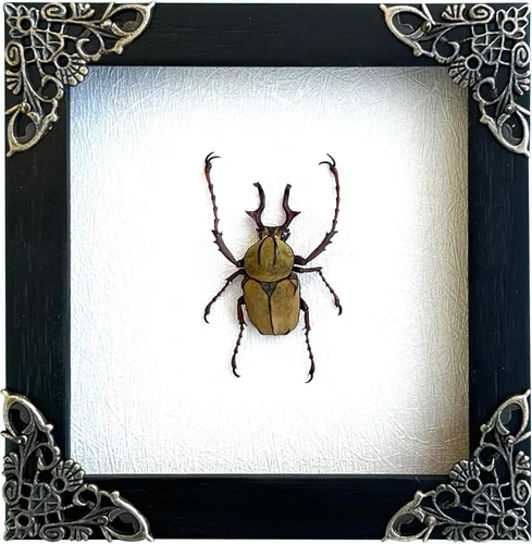 Vista 20 de 2 Real Dragonfly Specimens Shadow Box Framed Insect Display Oddities Curiosities Entomology Collection Natural History Wall Decor Gift for Nature