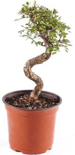 Vista 13 de Brussel's Bonsai Árbol bonsái de olmo chino vivo, al aire libre, paquete de 2 – pequeño, 5 años de edad, 6 a 8 pulgadas de alto – incluye macetas