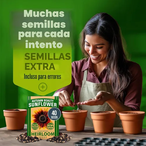 Vista 7 de HOME GROWN Autumn Beauty Semillas de girasol, 40 semillas, Helianthus
