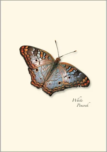 Vista 3 de Earth Sky + Water - Juego de tarjetas de notas Butterfly Assorted II - 8 tarjetas en blanco con sobres (2 de cada uno de 4 estilos)