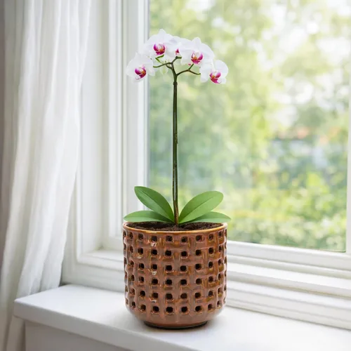 Vista 6 de D'vine Dev Maceta de cerámica para orquídeas de 4.5 pulgadas con diseño de recorte de celosía, maceta esmaltada con maceta transparente y platillo