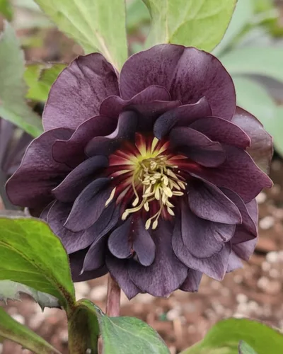 Vista 5 de Perennial Farm Marketplace Helleborus x Winter Jewels 'Onyx Odyssey' (rosa lentense) perenne, 1 cuarto de galón, flores cercanas a negras