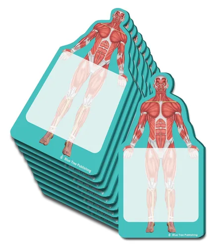 Vista 11 de Notas Adhesivas de Anatomía