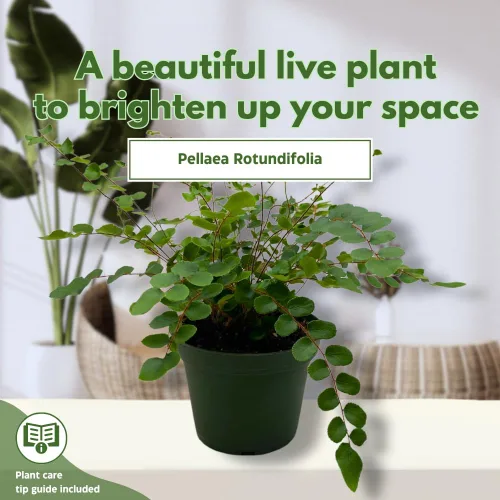 Vista 3 de BubbleBlooms Helecho botón en una olla de 4 pulgadas Pellaea rotundifolia