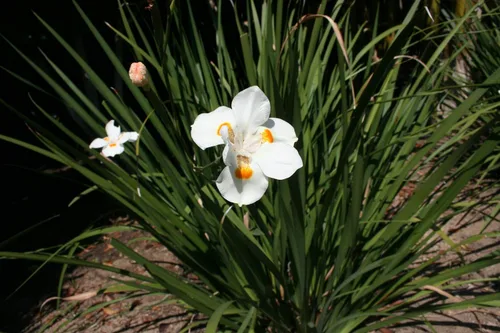 Vista 2 de African Iris White - 3 plantas vivas - Dietes Iridioides - Hierba de cobertura vegetal tolerante a la sequía