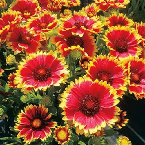 Vista 3 de Gaillardia Manta de flores, 100 semillas, hermosa flor brillante de corte grande