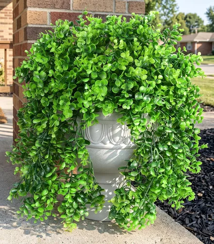 Vista 13 de Tallos de cedro artificiales Ivydale, ramas de pino Norfolk artificiales para decoración de Navidad, 12 tallos de pino falsos con 2 ramas de conos