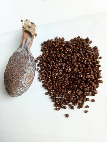 Vista 2 de Ghana Alligator Pepper mbongo especias hepper Pimienta (10)