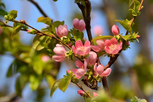 Vista 5 de 20 semillas de membrillo chino árbol frutal Chaenomeles Sinensis Pseudocydonia Flor Fruta Sin espinas