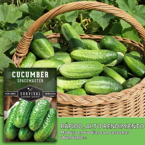 Vista 6 de Semillas de pepino Spacemaster para plantar Variedad compacta autóctona sin OMG para jardines de espacios pequeños – Semillas de jardín