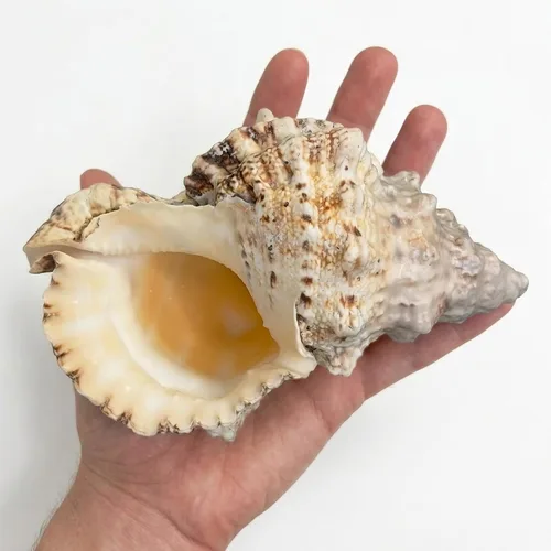 Vista 8 de Tumbler Home Conchas marinas grandes para decoración o pecera, decoración costera y náutica, soporte para plantas de aire, adornos de acuario