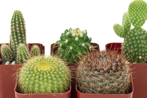 Vista 4 de Compra Suculentas Colección Can't Touch This Surtido de plantas de cactus de interior vivas, seleccionadas a mano, completamente arraigadas