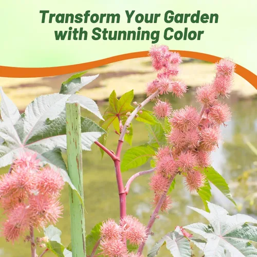 Vista 5 de Outsidepride Semillas de ricino rosa brillante, 15 semillas anuales de flores tropicales de crecimiento rápido para plantar follaje vibrante