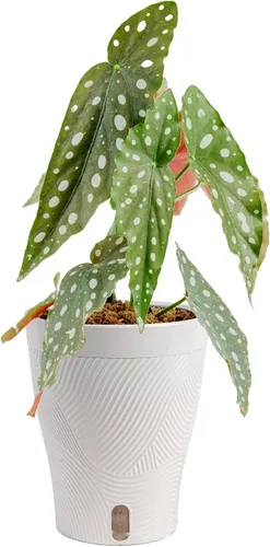 Vista 17 de Costa Farms – Planta de Pothos Albo Variegado viva en maceta auto-regante, purificadora de aire para interior, perfecta para decoración del hogar