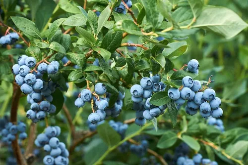 Vista 4 de Semillas de frutas para plantar - Semillas de frutas de jardín (caqui americano - 10 semillas)