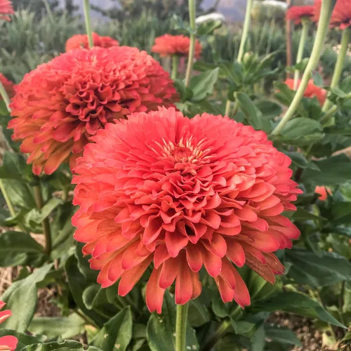 Vista 2 de Plant Good Seed Organic Benary's - Semillas gigantes de zinnia de coral para plantar: flor cortada para clima cálido, flores apiladas doble, paquete