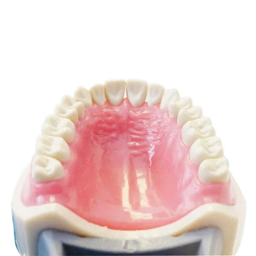 Vista 4 de Modelo de dientes Typodont, con dientes extraíbles, compatible con Kilgore Nissin para enseñanza, estudio
