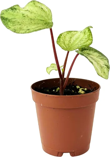 Vista 6 de Peperomia Ecuador Live Plant - Pet-Safe Indoor Decor