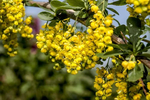 Vista 2 de 10 semillas de agracejo - Berberis vulgaris