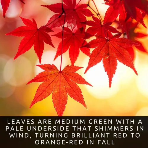 Vista 2 de 30 semillas de arce rojo para plantar al aire libre (Acer rubrum) - Árbol de sombra nativo de rápido crecimiento - Follaje rojo brillante de otoño