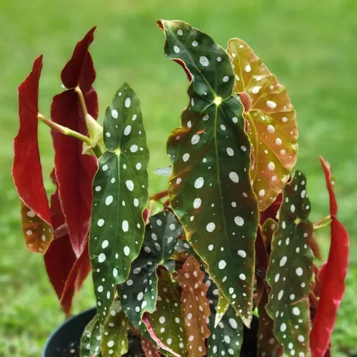 Vista 5 de Begonia - Planta viva para exteriores, puede crecer como begonia llorona, planta de floración de rápido crecimiento y fácil cuidado