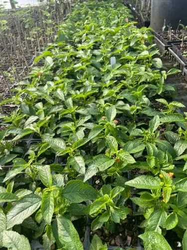 Vista 2 de 3 flores de cámara Miss Huff Lantana resistentes al frío, macetas de 3.5 pulgadas, no se pueden pedir en temperaturas extremas, calientes o frías