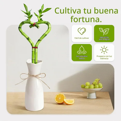 Vista 3 de Bambú de la suerte en forma de corazón, planta de interior viva de 12 pulgadas, arreglo de corazón de doble tallo, regalo ideal para cumpleaños