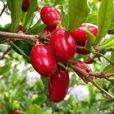 Vista 2 de Nuevas semillas de frutas milagrosas frescas 100 piezas Generic