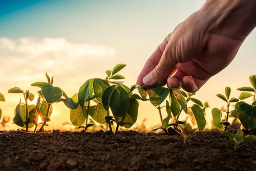 Vista 2 de Adzuki Semillas de soja para plantar - Frijoles rojos - 100 semillas para cultivar