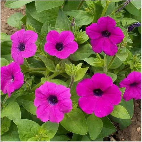Vista 4 de Everwilde Farms - 2000 semillas de flores silvestres Shanin Wild Petunia - Paquete de semillas Gold Vault