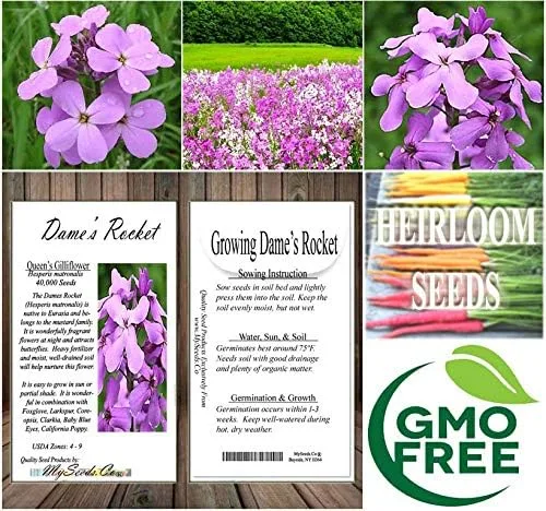 Vista 7 de Big Pack - Semillas de cohete de Dama (40,000 semillas) - Hesperis matronalis aka Queen's Gilliflower - Semillas de flores comestibles
