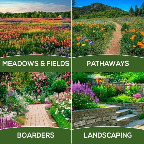 Vista 3 de Mezcla anual de semillas de flores silvestres para atraer polinizadores, mariposas y pájaros, más de 100,000 semillas de jardín de flores