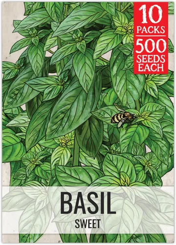 Vista 35 de Seed Needs Semillas de albahaca italiana para plantar hierbas tradicionales sin OMG, 1 paquete