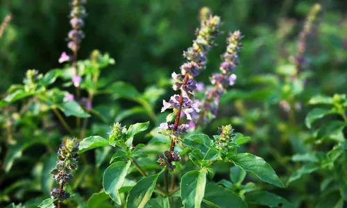 Vista 3 de Semillas Ornamentales Albahaca Tulsi Árbol para Plantar No GMO