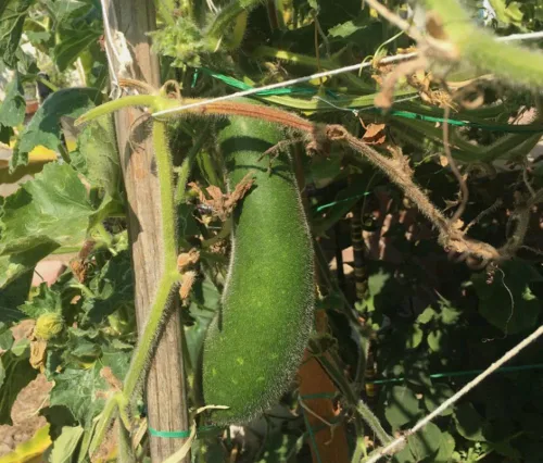 Vista 2 de 25PCS Semillas de Gound Piel Peluda Verde Melón Semillas Vegetales