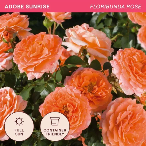 Vista 4 de Rosas Heirloom Floribunda, Planta de raíz propia viva para jardín al aire libre, Adobe Sunrise™, ligeramente fragantes, zonas de rusticidad: 5-10