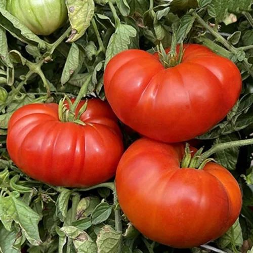 Vista 2 de Semillas de tomate gigante de Bélgica. 100 semillas. Fruta de 1 a 2 libras. 88 días. Reliquia, polinización abierta, sin OMG. Tomate para rebanar