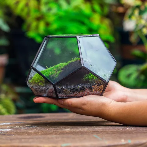 Vista 6 de NCYP Terrario geométrico de vidrio pequeño con puerta, 7.1 x 7.1 x 4.7 pulgadas, maceta cerrada con pentágono negro para suculentas, plantas